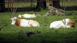 Dunstable England Zoo