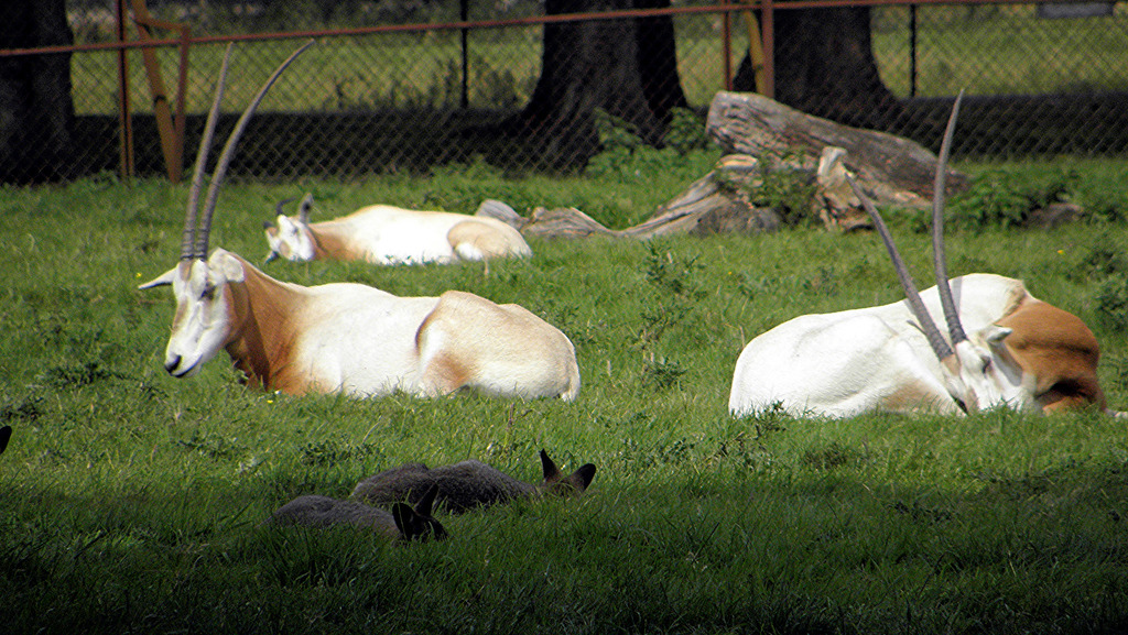 ZSL Whipsnade Zoo