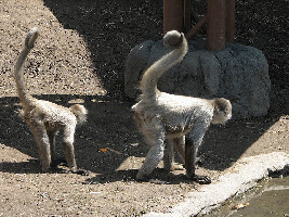 Asahikawa Japan Zoo