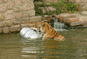 Isle of Wight Zoo