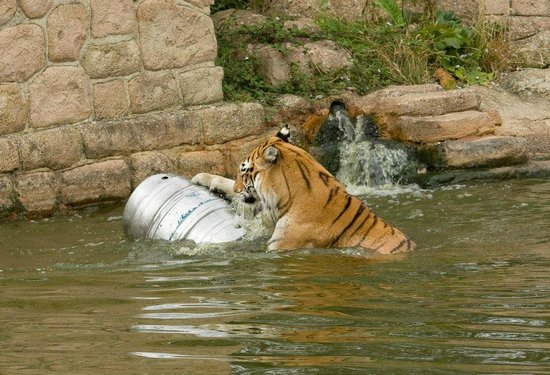 Isle of Wight Zoo