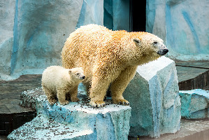 Novosibirsk Russia Zoo