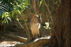 Rua Hermann Weege Brazil Zoo