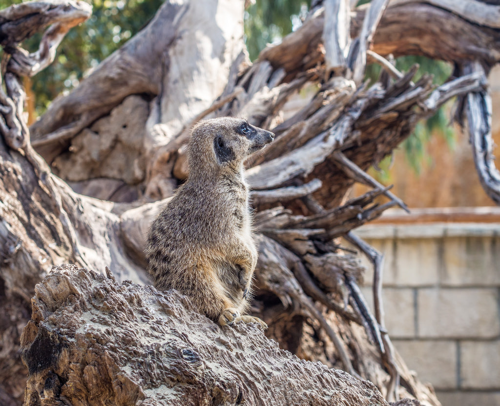 Limassol Zoo