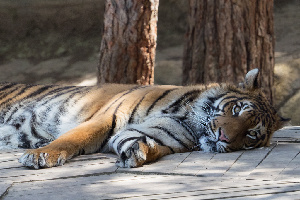 Gaziantep Turkey Zoo