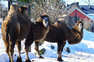 Helsinki Finland Zoo