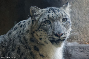 Brookfield United States Zoo