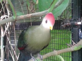 Tropical Wings Zoo