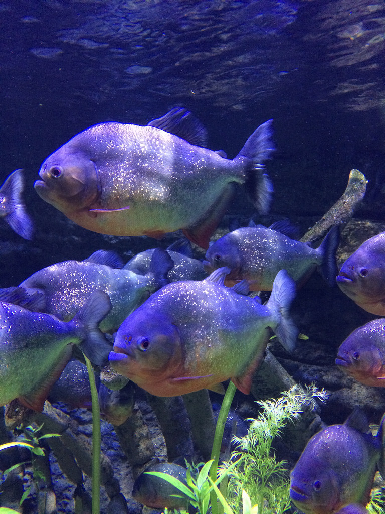 Dubai Aquarium and Underwater Zoo
