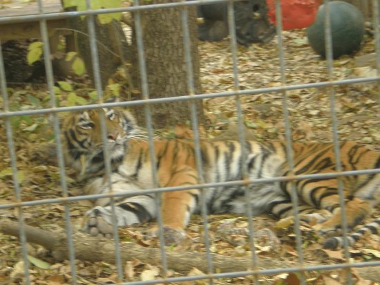 Luray Zoo - A Rescue Zoo