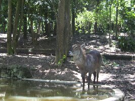Zoo Safari