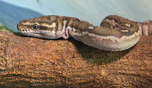 Norfolk United States Zoo