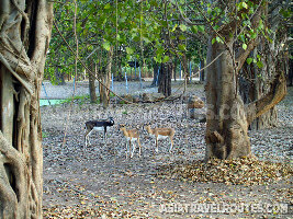 Kanchanaburi Thailand Zoo