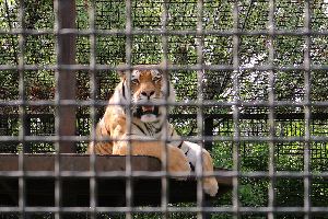 Assiniboine Park Zoo