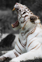 Pessac France Zoo