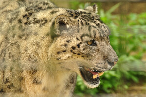 Linton England Zoo