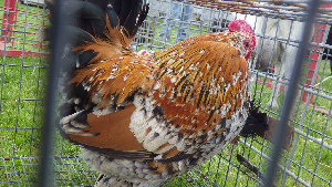Salisbury Zoo