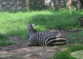Panchkula India Zoo
