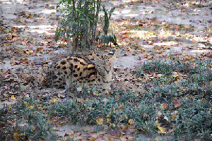 Hattiesburg United States Zoo