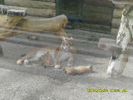 Krasnoyarsk Russia Zoo