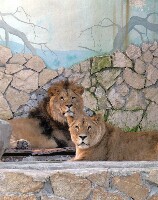 Yekaterinburg Russia Zoo