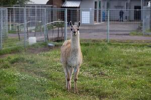 Republic of Karelia Russia Zoo