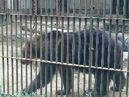 Ehime Tobe Zoo