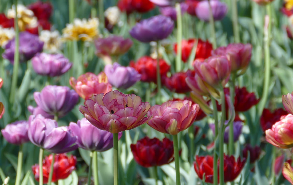 Canadian Tulip Festival