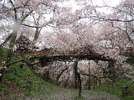 Hirosaki Cherry Blossom Festival