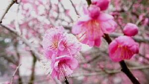 Atami Baien Ume Blossom Festival
