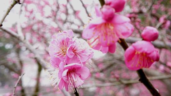 Atami Baien Ume Blossom Festival