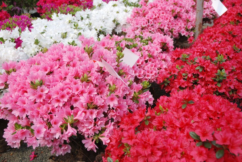 Kurume Azalea Festival
