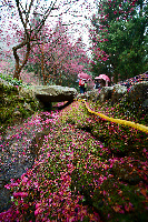 Nantou Taiwan Festival