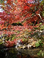 Izu Japan Festival