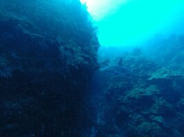 Sonny Dive Shop