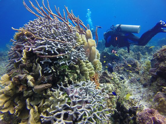 BLUE Project - Dive Shop