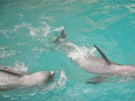 Lovina Beach Indonesia Resort