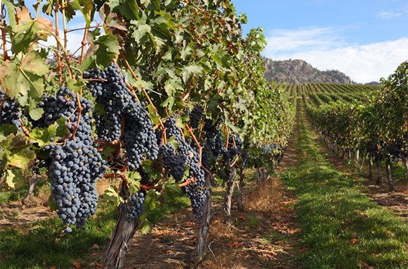 Okanagan Wine Country Tours