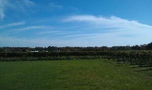 Greenport United States Wine Tour