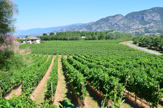 Grape Escapes Wine Tours
