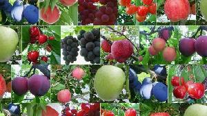 Nakagomi Fruit Orchard