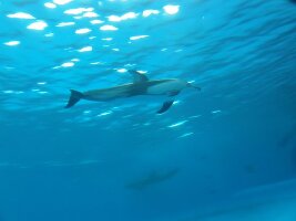 Japan Japan Aquarium