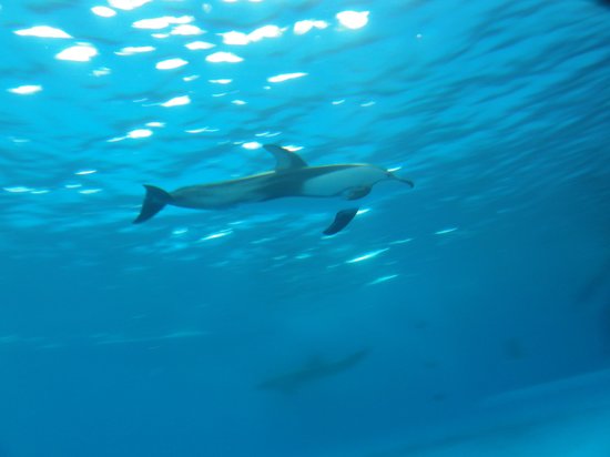 Aqua World Ibaraki Prefectural Oarai Aquarium