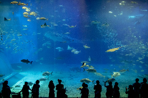 Okinawa Prefecture Japan Aquarium
