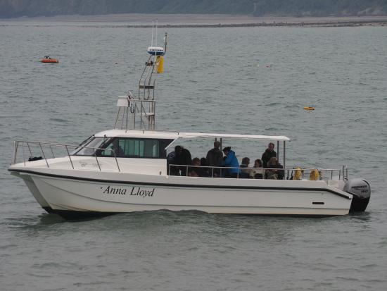 Dolphin Survey Boat Trips