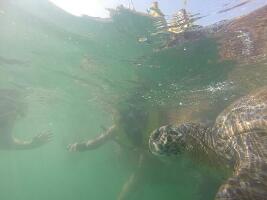 Iguanas Trips