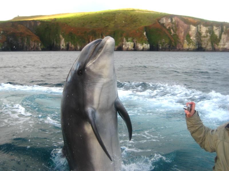 Dingle Dolphin Boat Tours