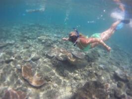 Coral Cats - Day Trips