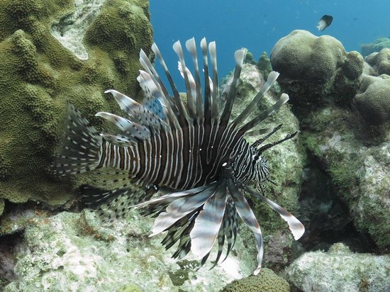 Sea Cow Snorkeling Trips