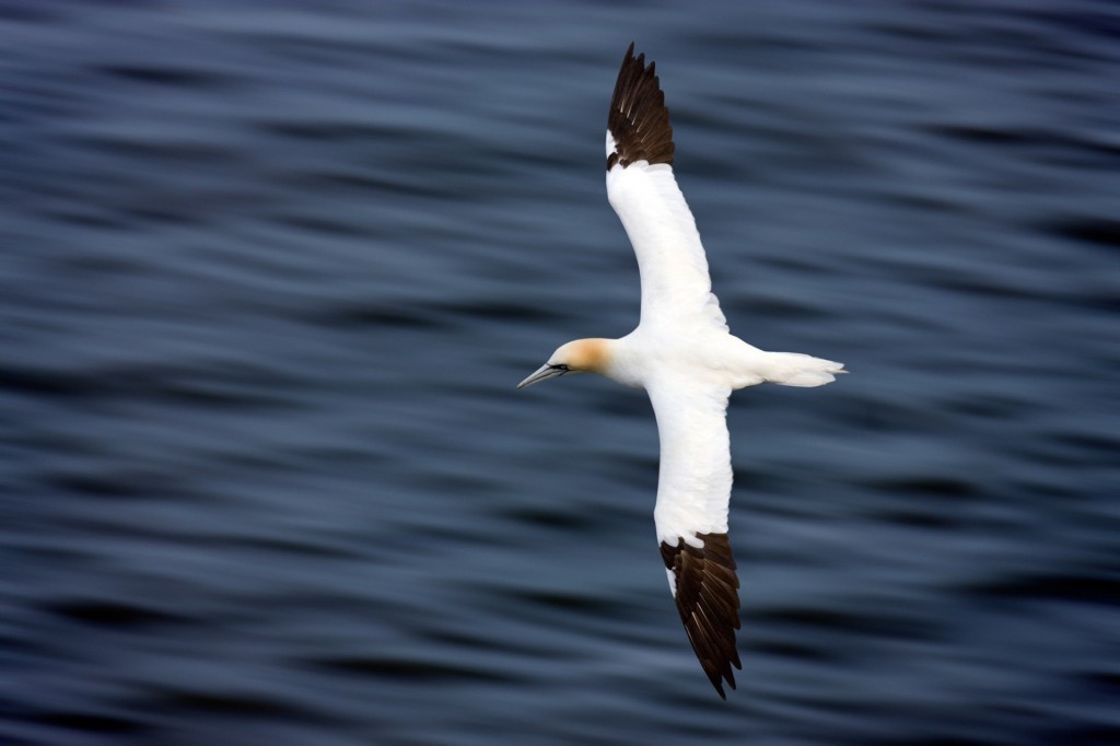 Alderney Wildlife Trust - Seabirds Boat Trip